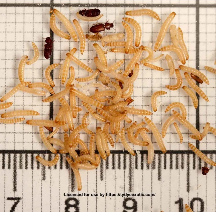 Tribolium confusum - Rice Flour Beetle Culture for Sale | Live Arrival Guarantee