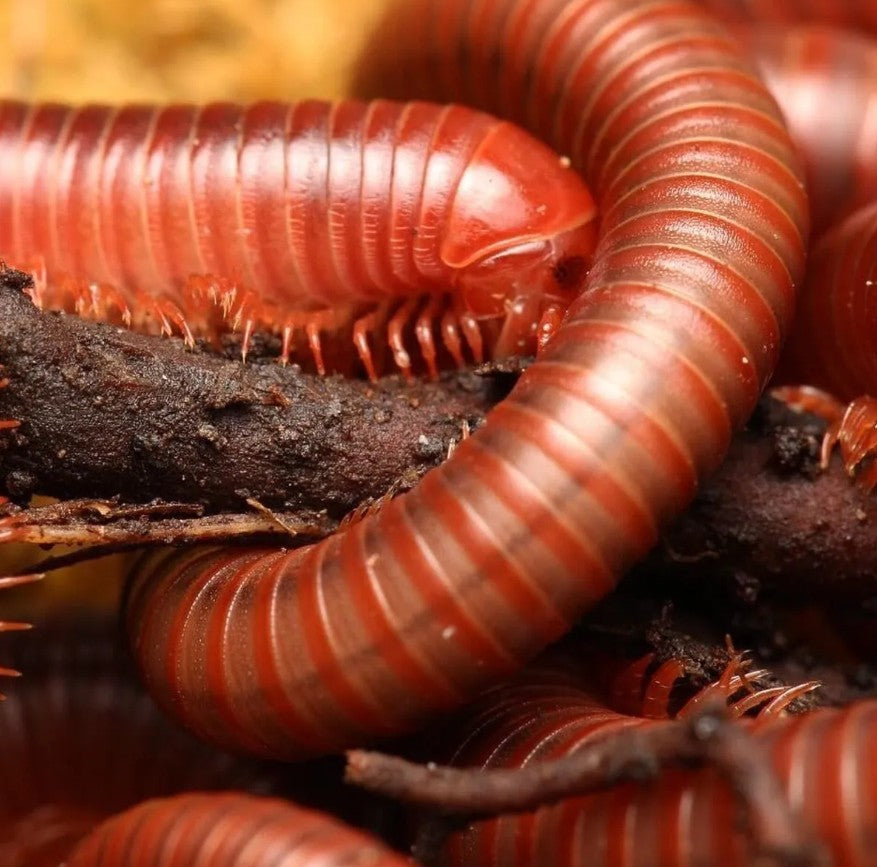 Trigoniulus coralinus – Scarlet Millipede | Vivid Red Tropical Millipede | Live Arrival Guarantee