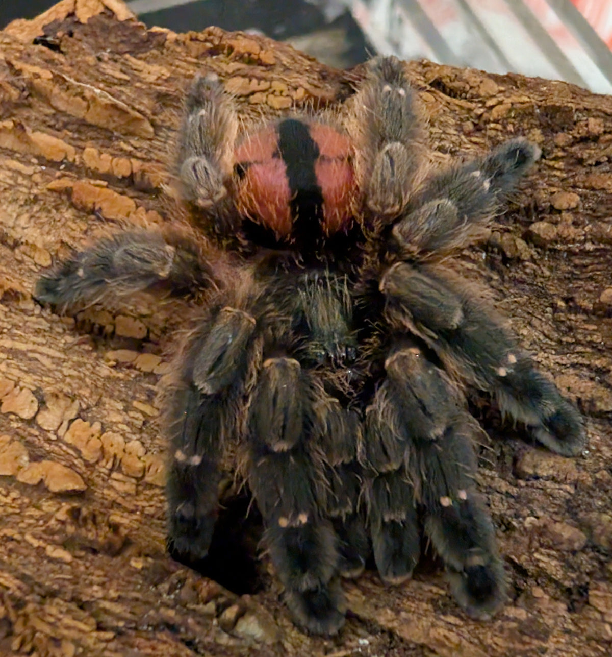 Typhochlaena curimum – Paraiba Jewel Tarantula | Rare Arboreal Trapdoor | Live Arrival Guarantee