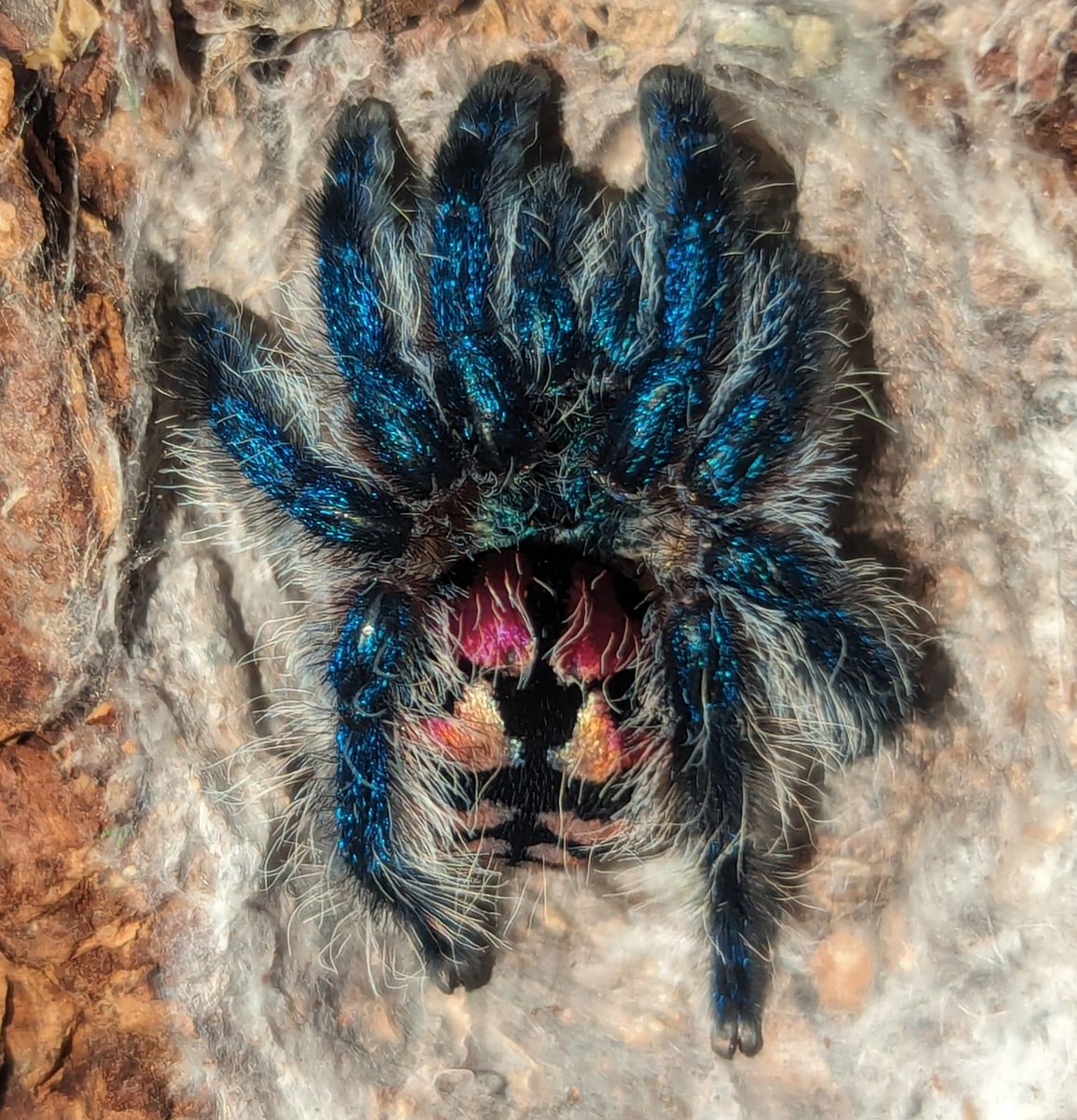 Typhochlaena seladonia – Brazilian Jewel Tarantula | Metallic Blue Jewel | Live Arrival Guarantee