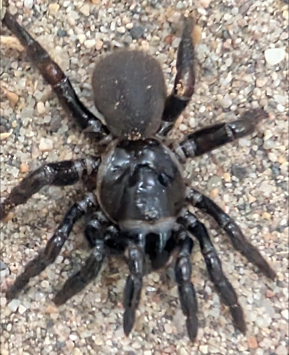 Ummidia timcotai – Saddle-Legged Trapdoor Spider | Live Arrival Guarantee