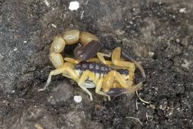 Uroplectes chubbi – Chubb's Lesser Thicktailed Scorpion | Wonderfully Colored Arboreal Species | Live Arrival Guarantee
