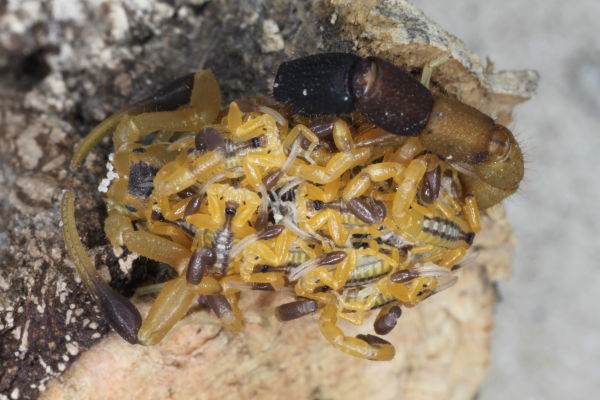 Uroplectes chubbi – Chubb's Lesser Thicktailed Scorpion | Wonderfully Colored Arboreal Species | Live Arrival Guarantee