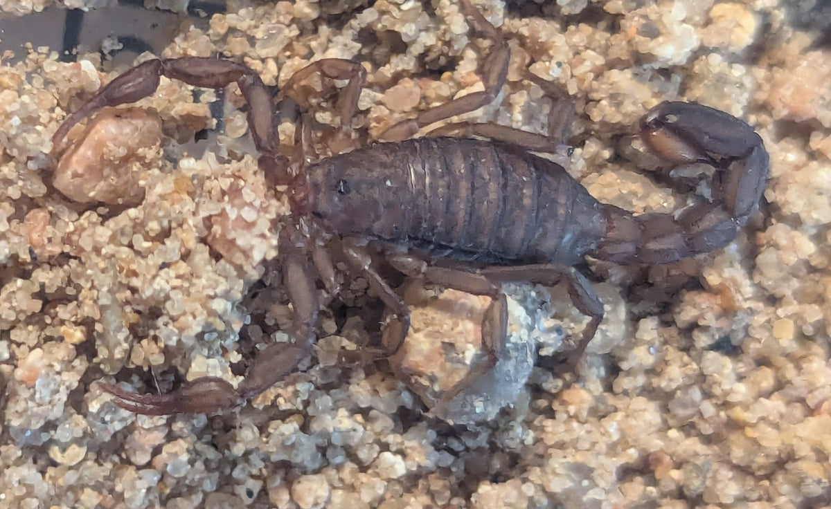Vaejovis cashi – Cash's Scorpion | Live Arrival Guarantee