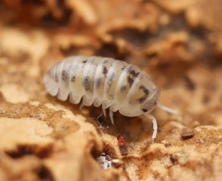 Venezillo parvus – Dalmation + Wild Type Mix Isopod | Dwarf Rolling Species | Live Arrival Guarantee