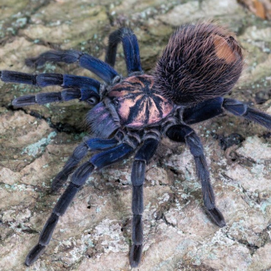 Xenesthis sp Blue – Colombian Lesser Blue Tarantula | Powder Blue & Orange Giant | Live Arrival Guarantee