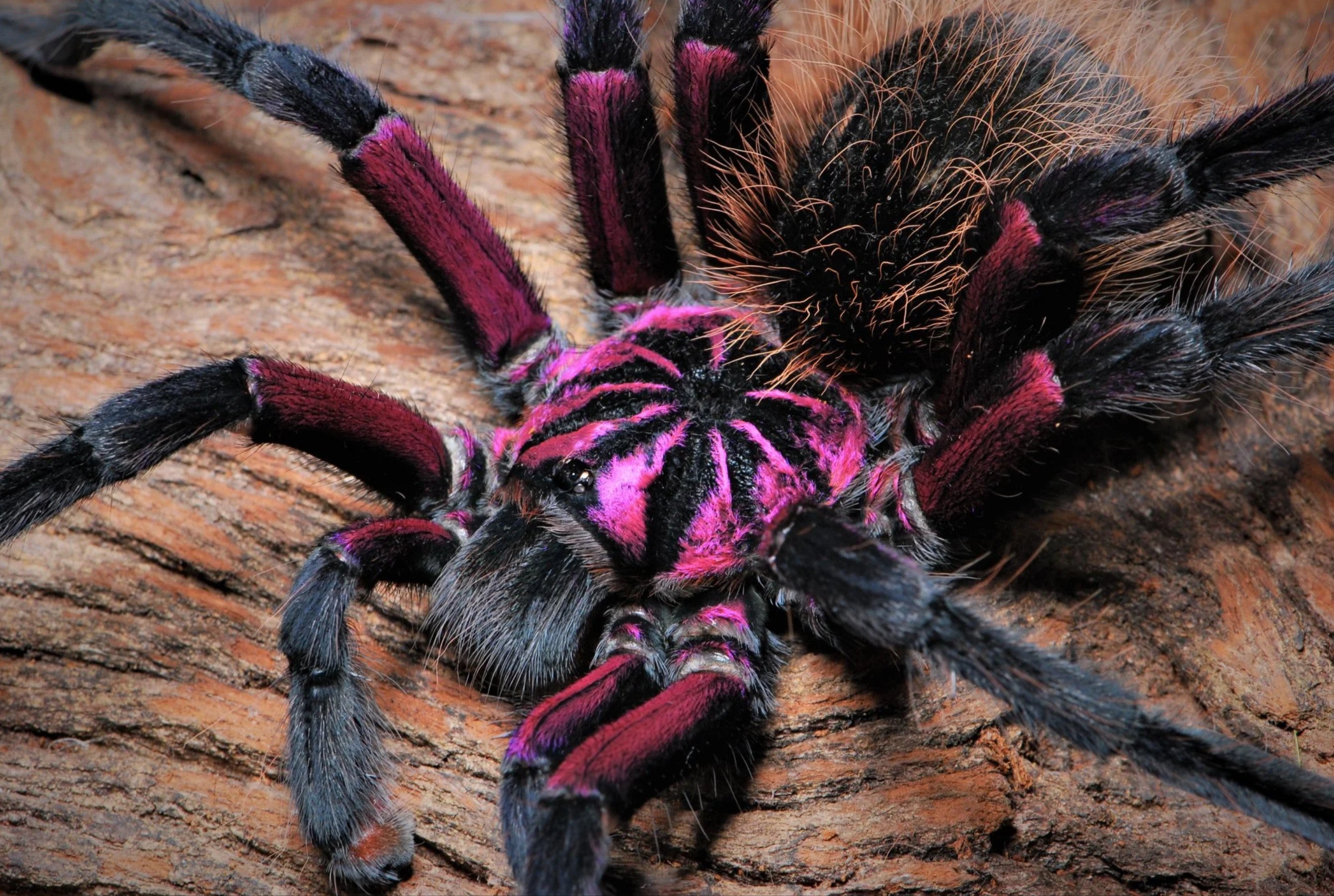 Xenesthis sp Megascopula – Massive Fluffy Birdeater Tarantula | Ultimate Plush Giant | Live Arrival Guarantee