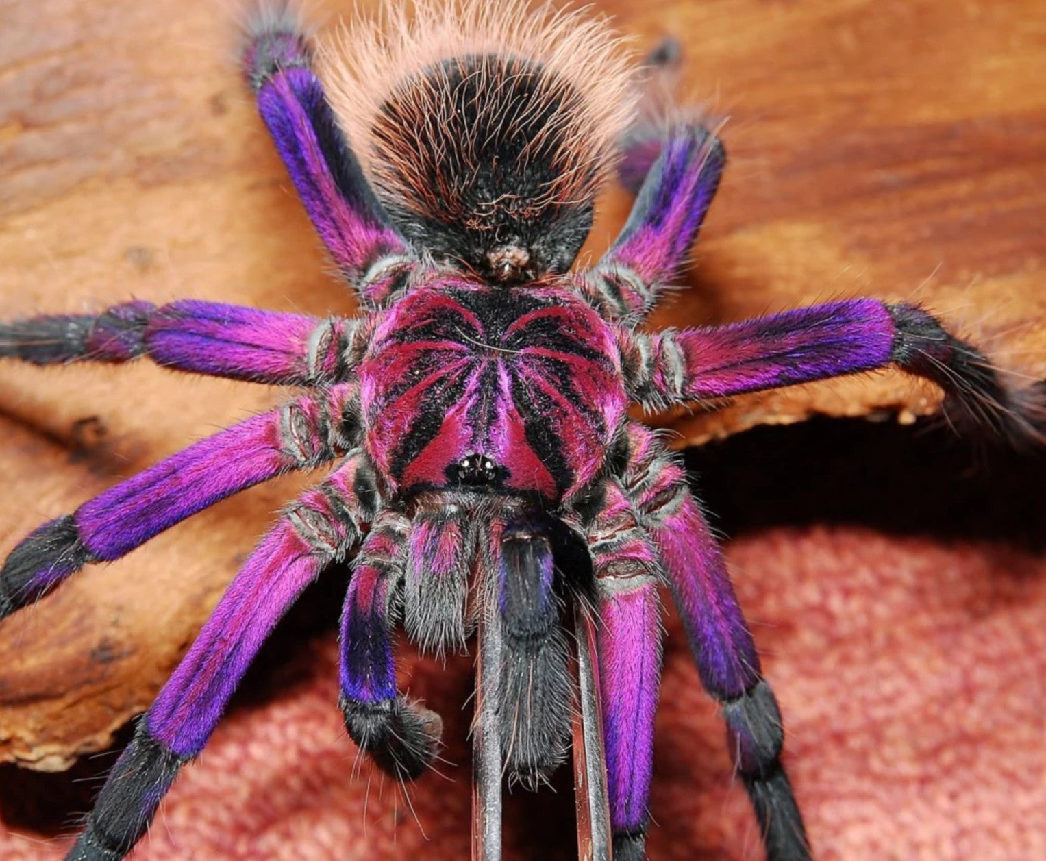 Xenesthis sp White – Colombian Lesser White Tarantula | Black & Pink Giant | Live Arrival Guarantee