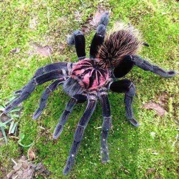 Xenesthis immanis – Colombian Lesserblack Tarantula | Rare Birdeater with Hot Pink Starburst | Live Arrival Guarantee
