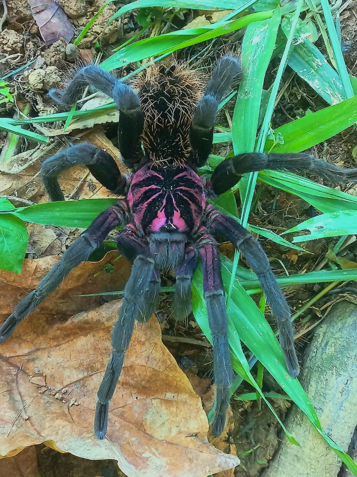 Xenesthis immanis – Colombian Lesserblack Tarantula | Rare Birdeater with Hot Pink Starburst | Live Arrival Guarantee