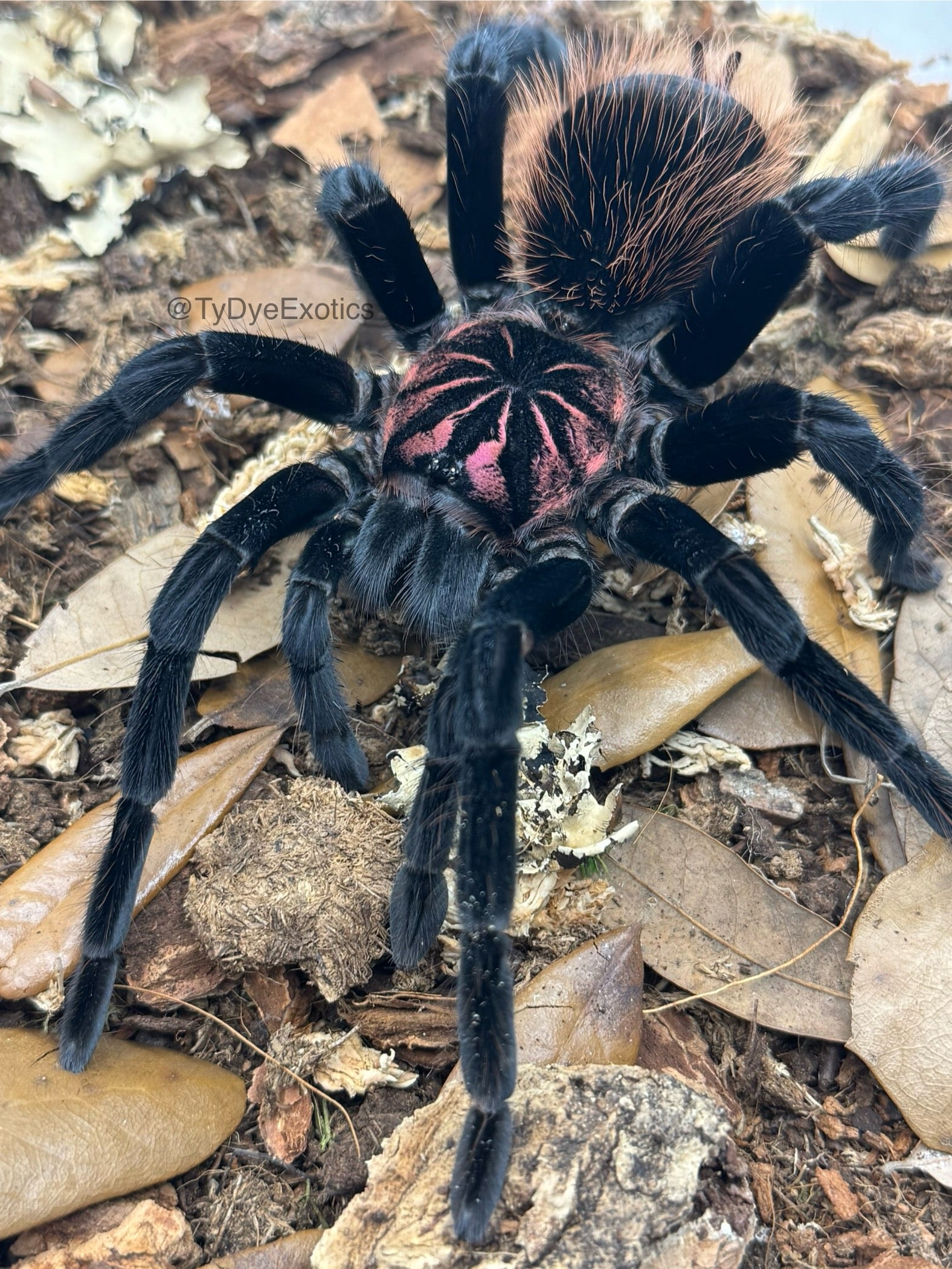 Xenesthis intermedia – Amazon Blue Bloom Tarantula | Rare Birdeater Species | Live Arrival Guarantee