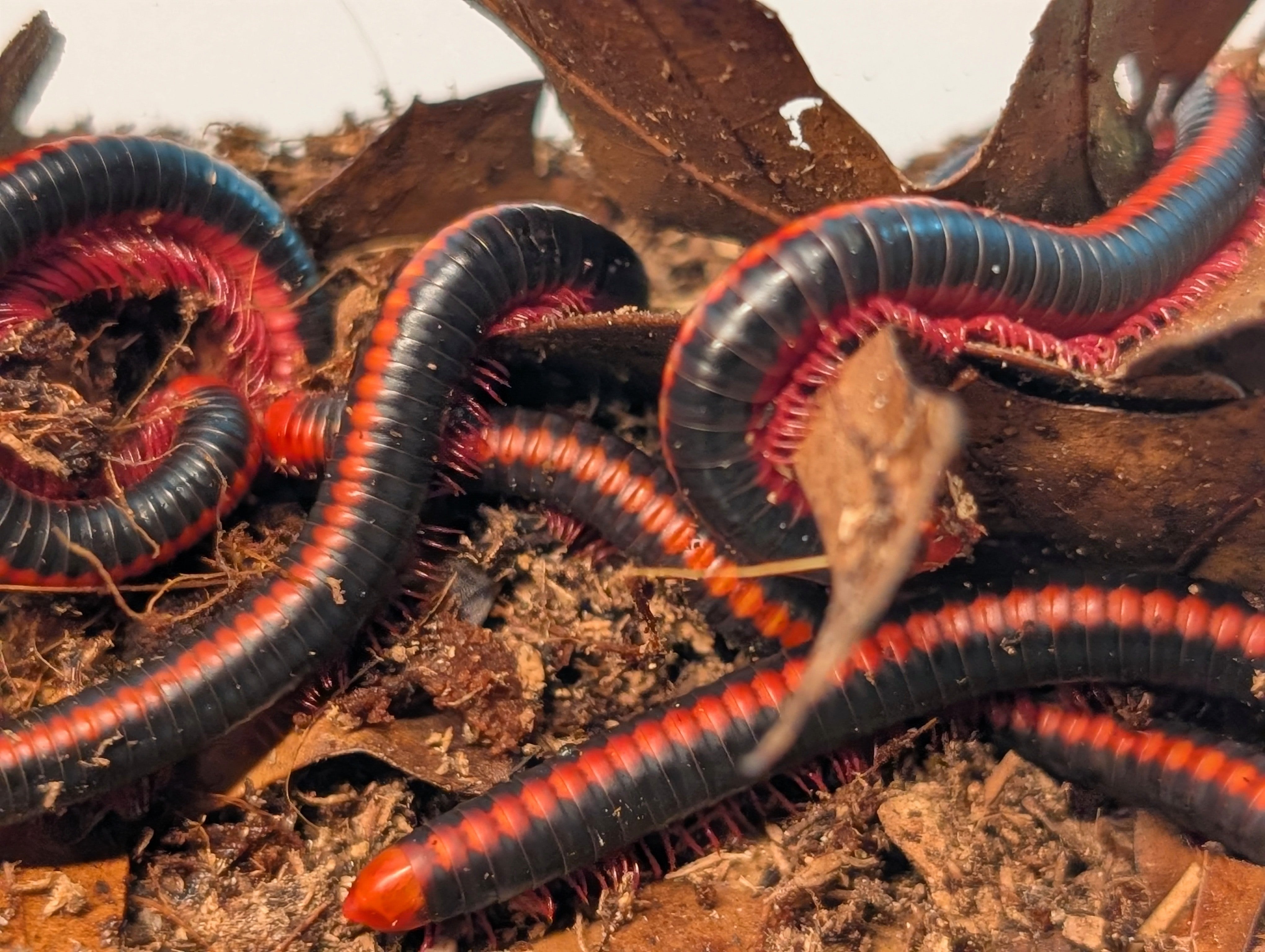 Xenobolus carnifex – Red Spined Millipede | Boldly Armored Detritivore | Live Arrival Guarantee