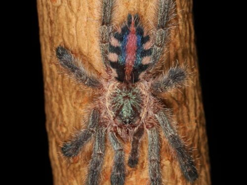 Ybyrapora diversipes – Amazon Sapphire Pink Toe Tarantula | Iridescent Blue Jewel | Live Arrival Guarantee
