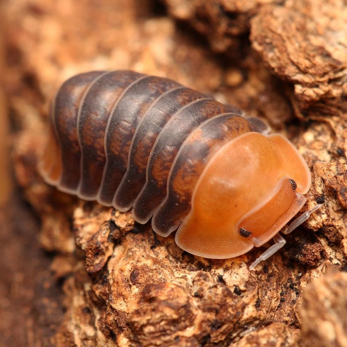 Isopod Collection