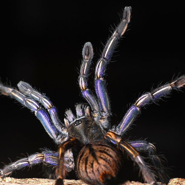 Live Exotic Invertebrate Auctions — Bid & Save | Ty Dye Exotics