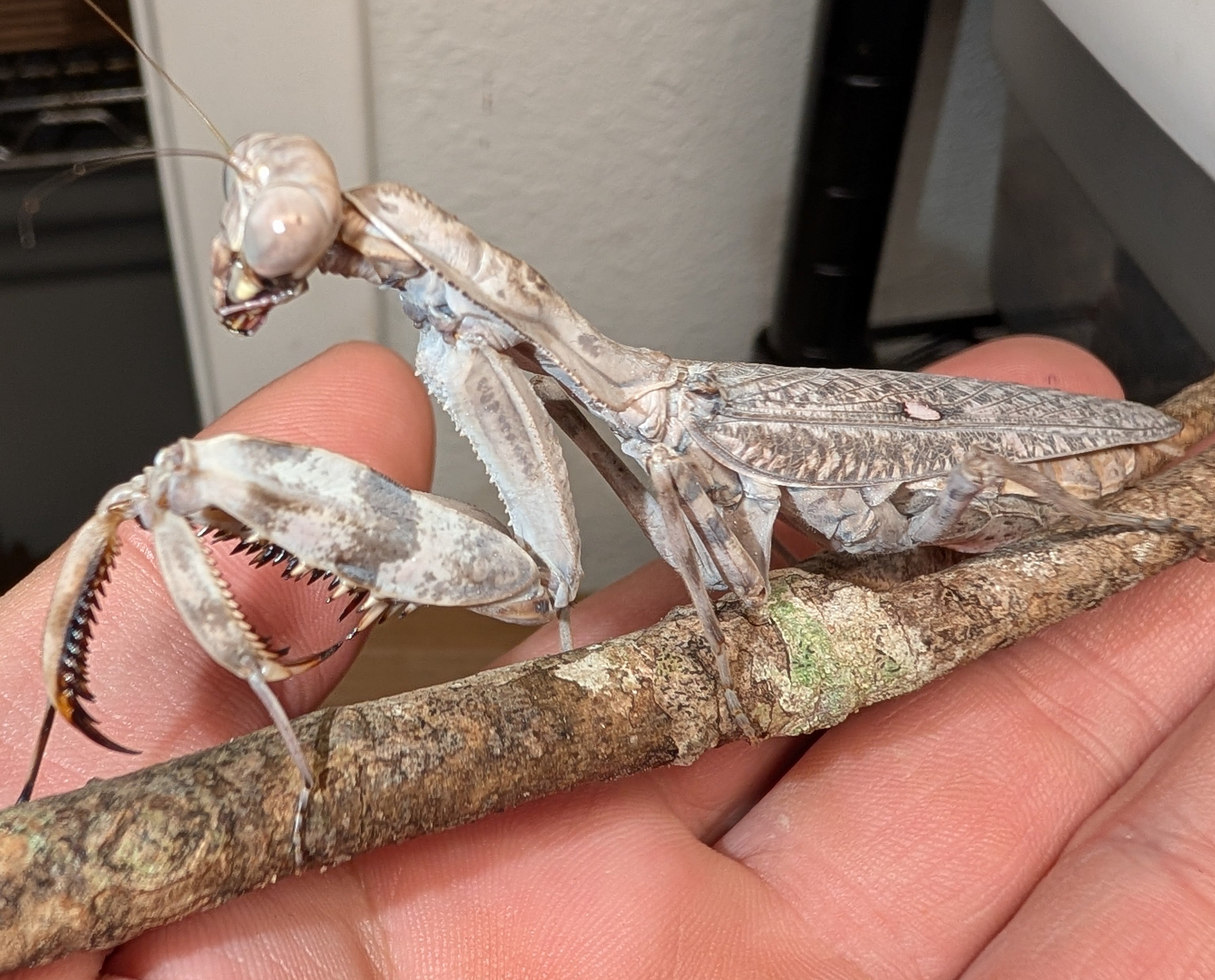 Mantis and Beetles for Sale