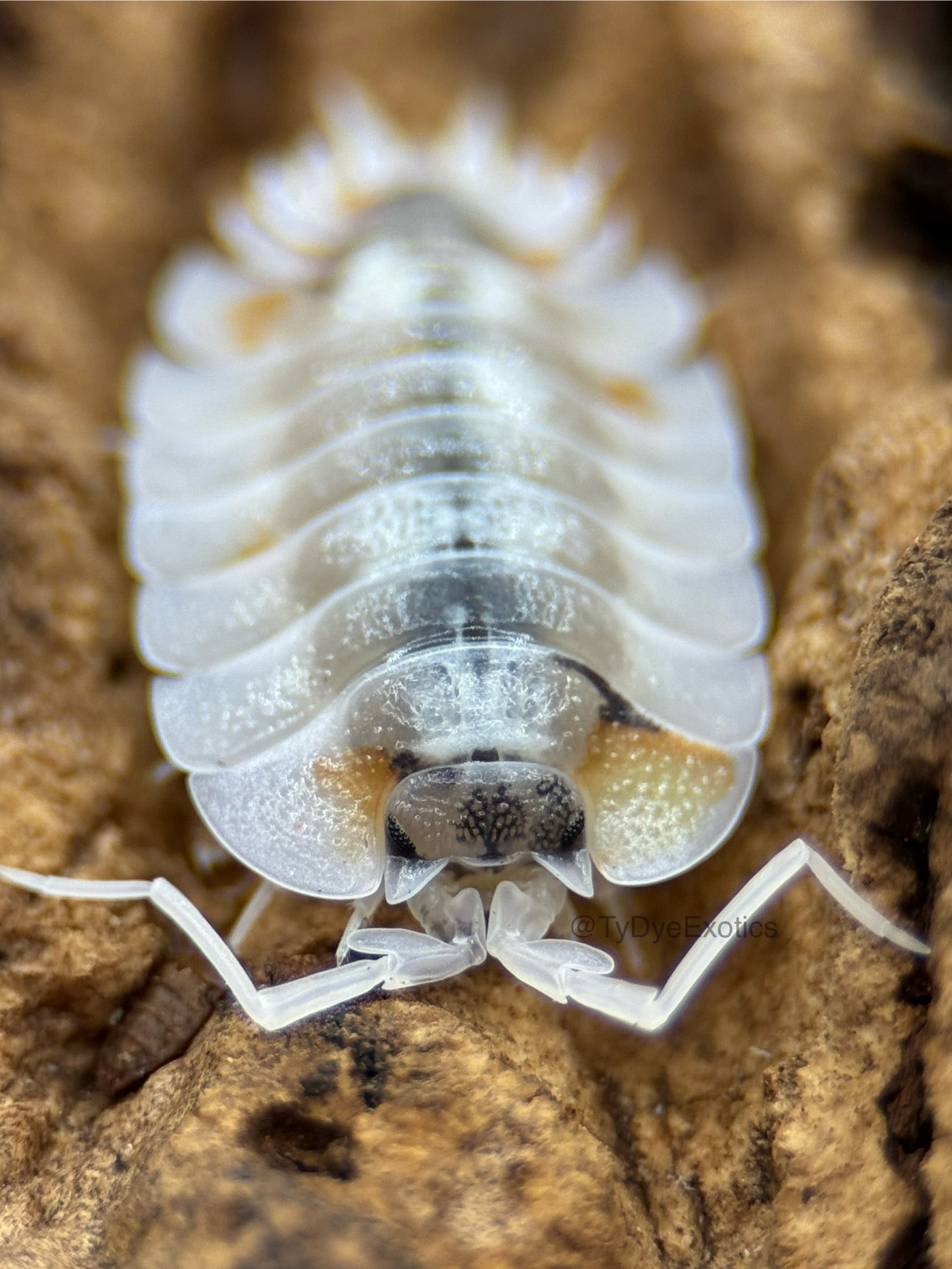 Isopods, Millipedes & Roaches for Sale - Clean Up Crews & Feeders