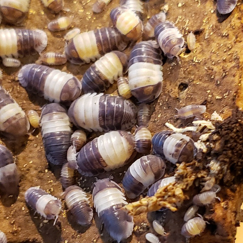 Cubaris Sp. "Panda King"