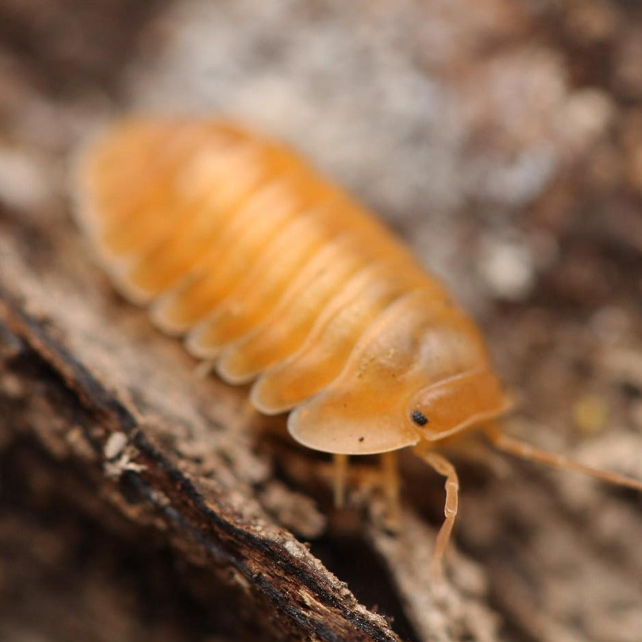 Cubaris sp.“Orange Freezy”
