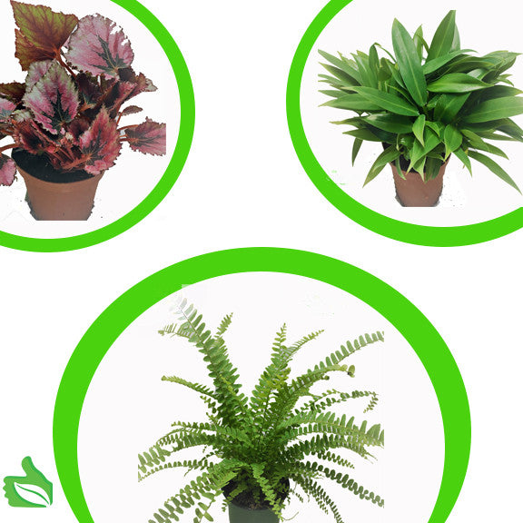 The Bio Dude | Mixed Tropical Plants 4" pot | 3 pack | DS