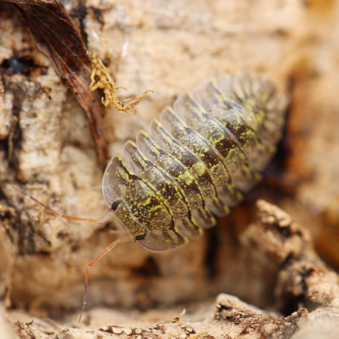 Troglodillo sp. "Green Spot"