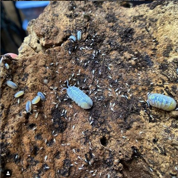 Armadillidium Vulgare "Japanese Magic Potion"