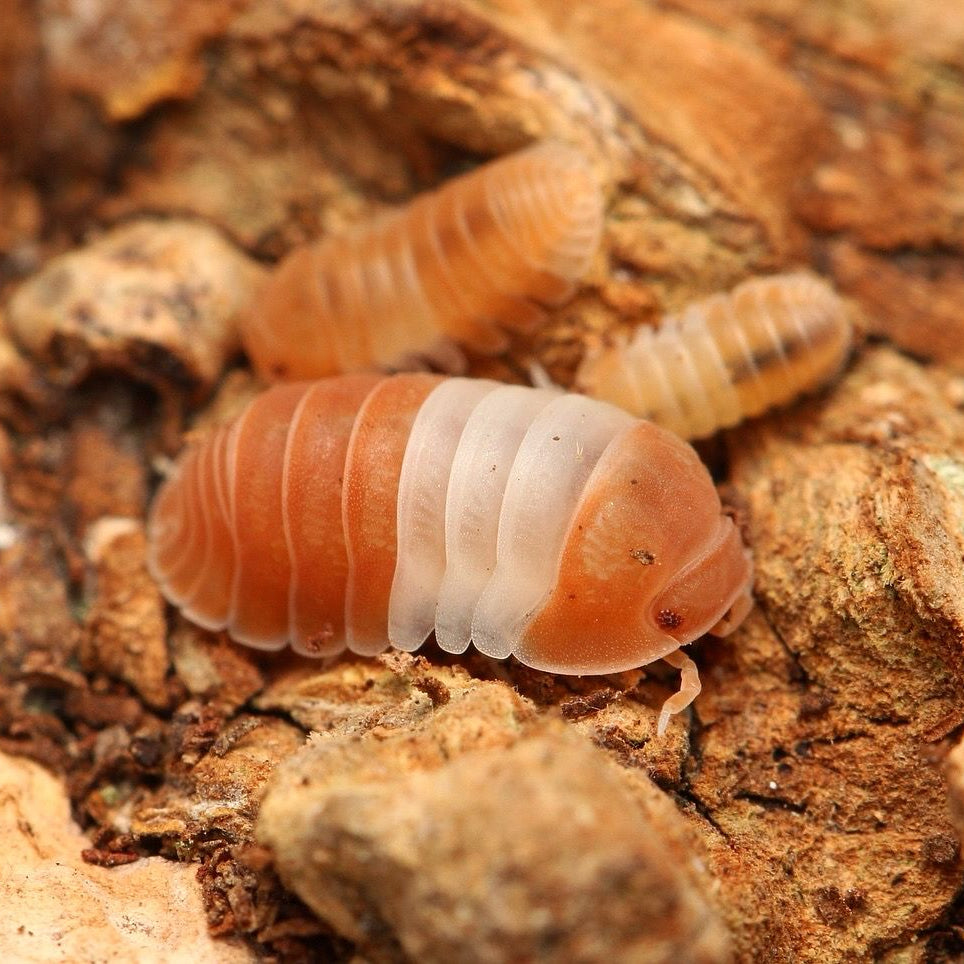 Cubaris sp. "Red Panda Kings"