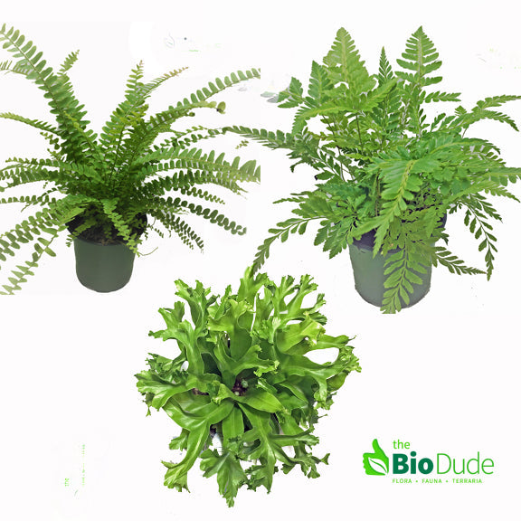 The Bio Dude | Mixed Assortment of 4" Pot Ferns | 3-Pack | DS
