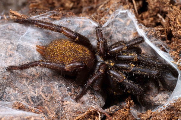 Fufius lanicius – Gold Digger Trapdoor Spider | Golden Waferlid Trapdoor Spider | Live Arrival Guarantee