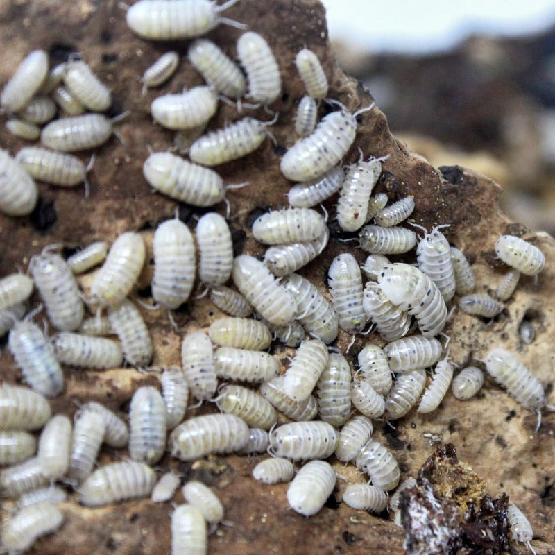 Armadillidium Vulgare "Japanese Magic Potion"