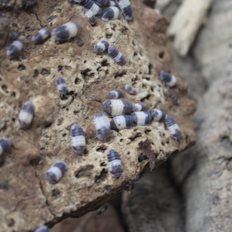 Cubaris Sp. "Panda King"
