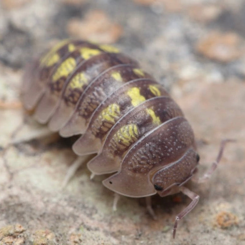 Armadillidium granulatum