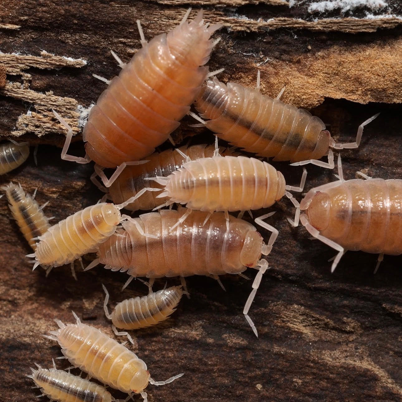 Powder Pinks - (Porcellionides Pruinosus Pink)
