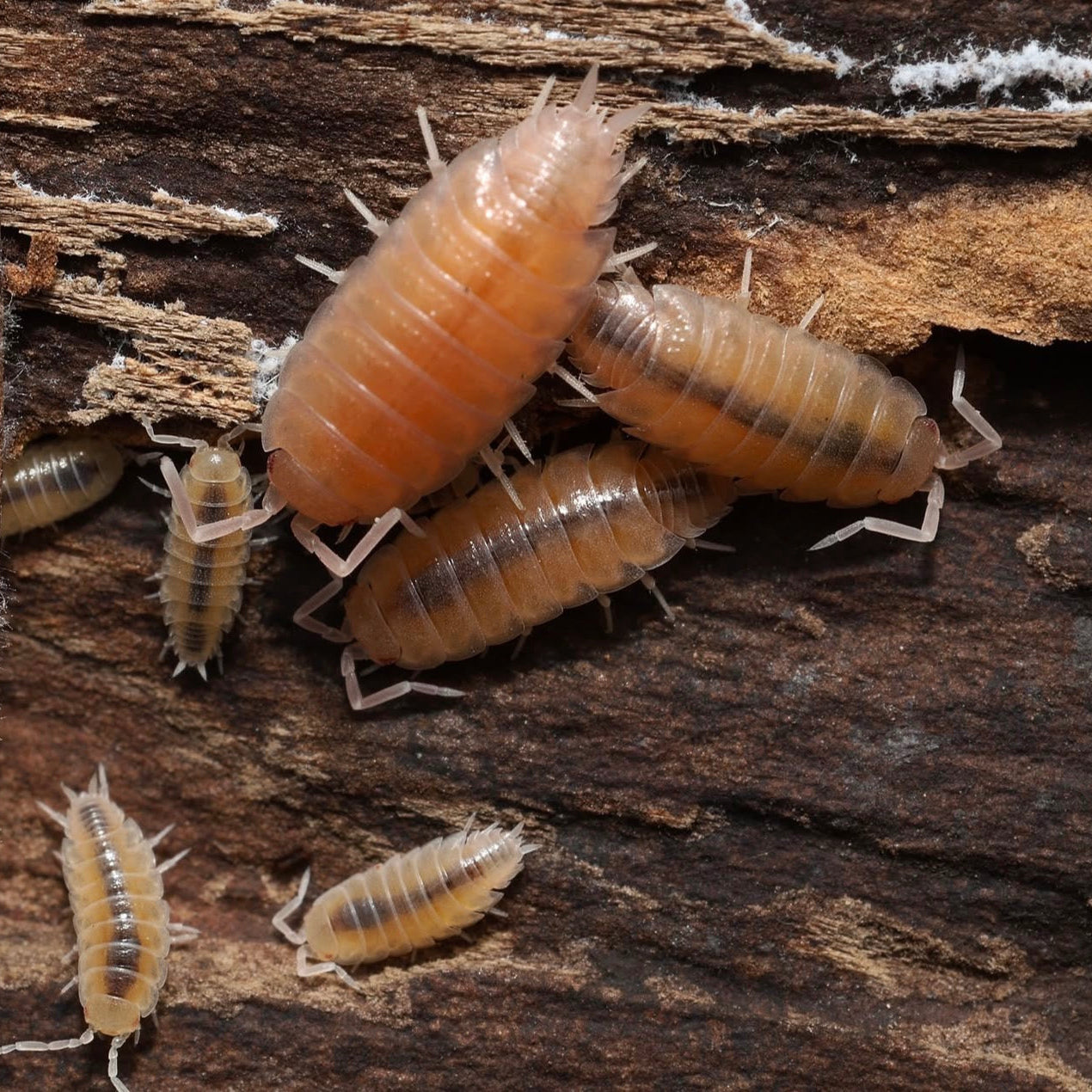 Powder Pinks - (Porcellionides Pruinosus Pink)