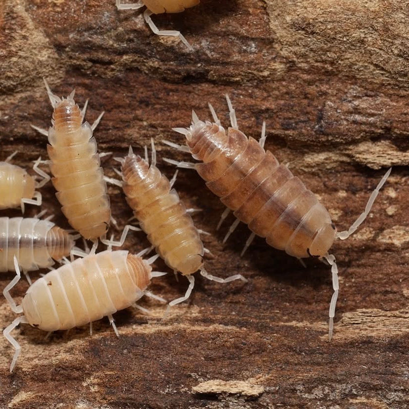 Butter Pecan Powders - Porcellionides pruinosus “Butter Pecan”