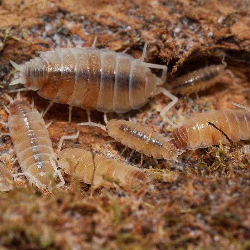 Butter Pecan Powders - Porcellionides pruinosus “Butter Pecan”