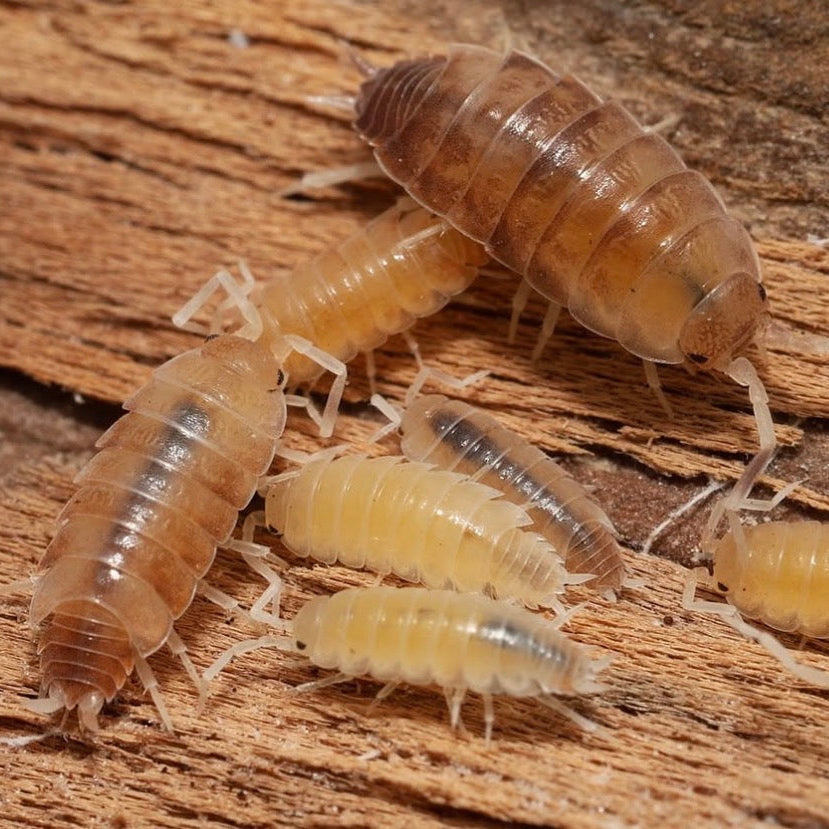 Butter Pecan Powders - Porcellionides pruinosus “Butter Pecan”