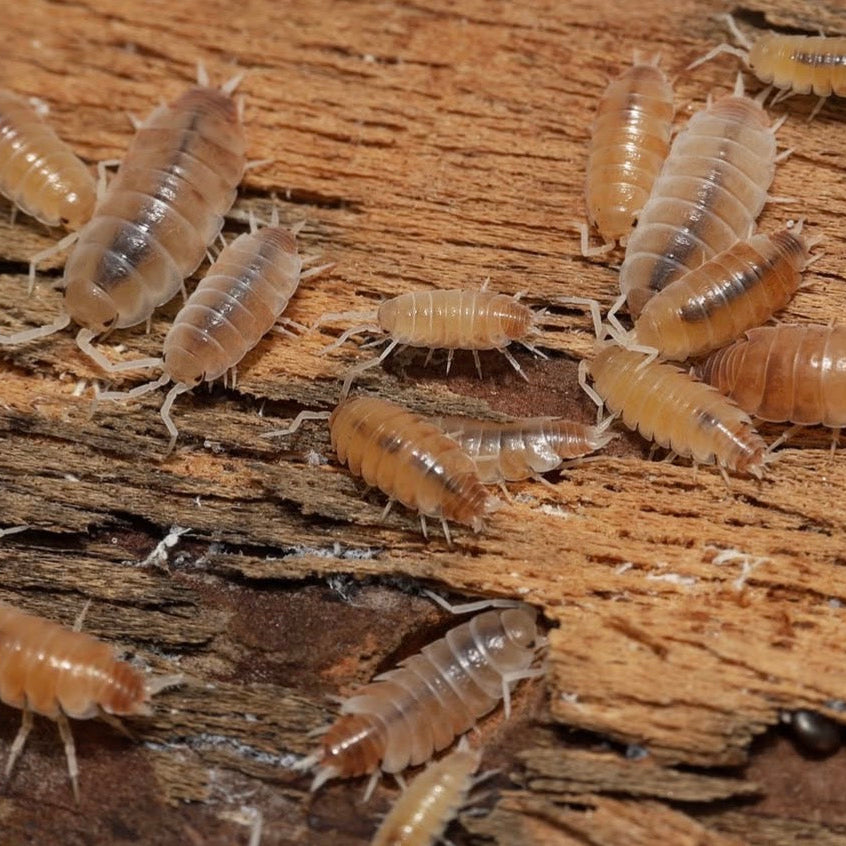 Butter Pecan Powders - Porcellionides pruinosus “Butter Pecan”