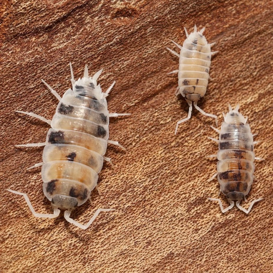 Melba Dalmatian Powders - Porcellionides pruinosus “Melba Dalmatian”