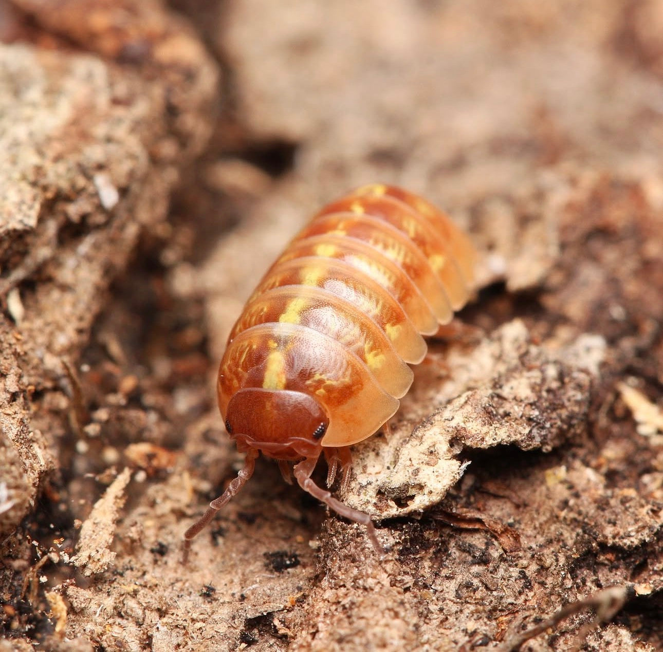 Armadillidium sp. “Punta Cana”