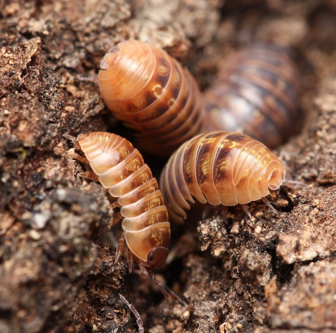 Armadillidium sp. “Punta Cana”