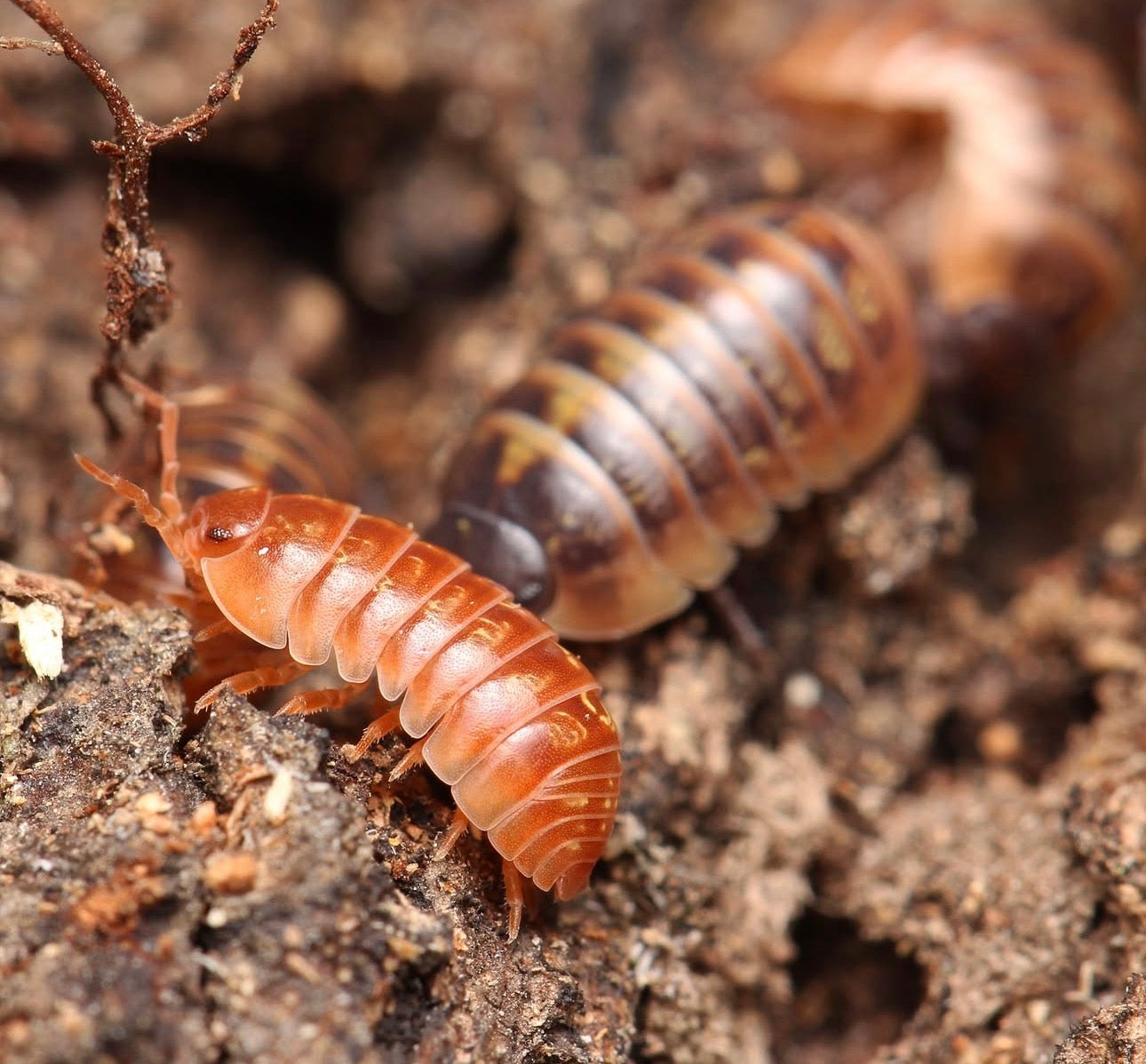 Armadillidium sp. “Punta Cana”