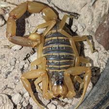 Leiurus quinquestriatus – Egyptian Deathstalker Scorpion | The Famous Deathstalker | Live Arrival Guarantee