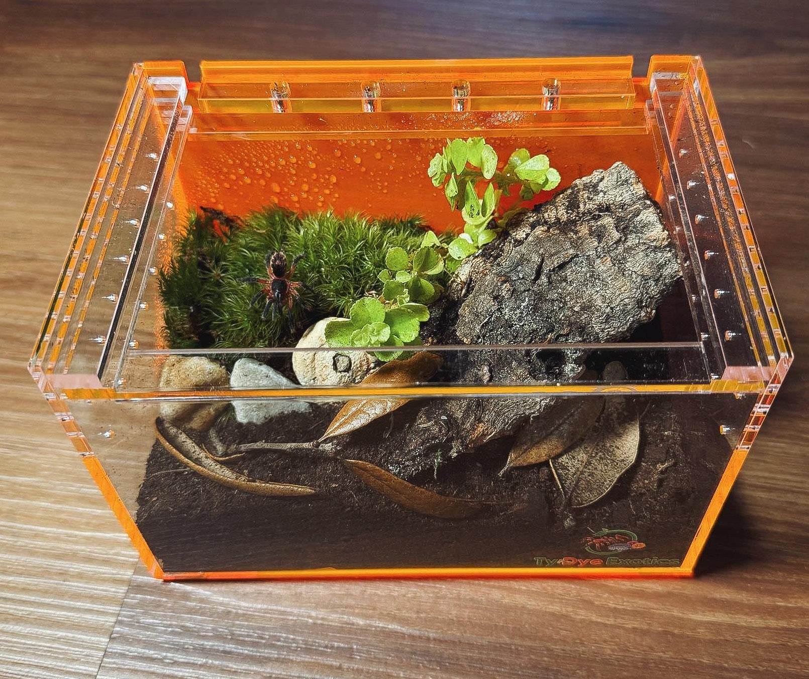 Tarantula Cribs Small Orange Slider - 6"x4"x4" Ty Dye Exotics Collaboration Acrylic Enclosure