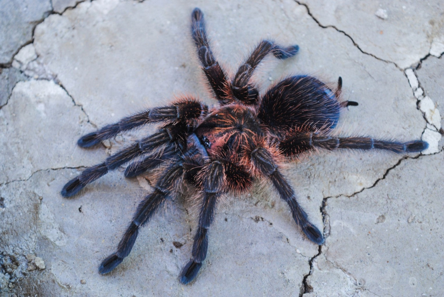 Phormictopus cancerides – Hispaniolan Giant Birdeater Tarantula | Massive Caribbean Species | Live Arrival Guarantee
