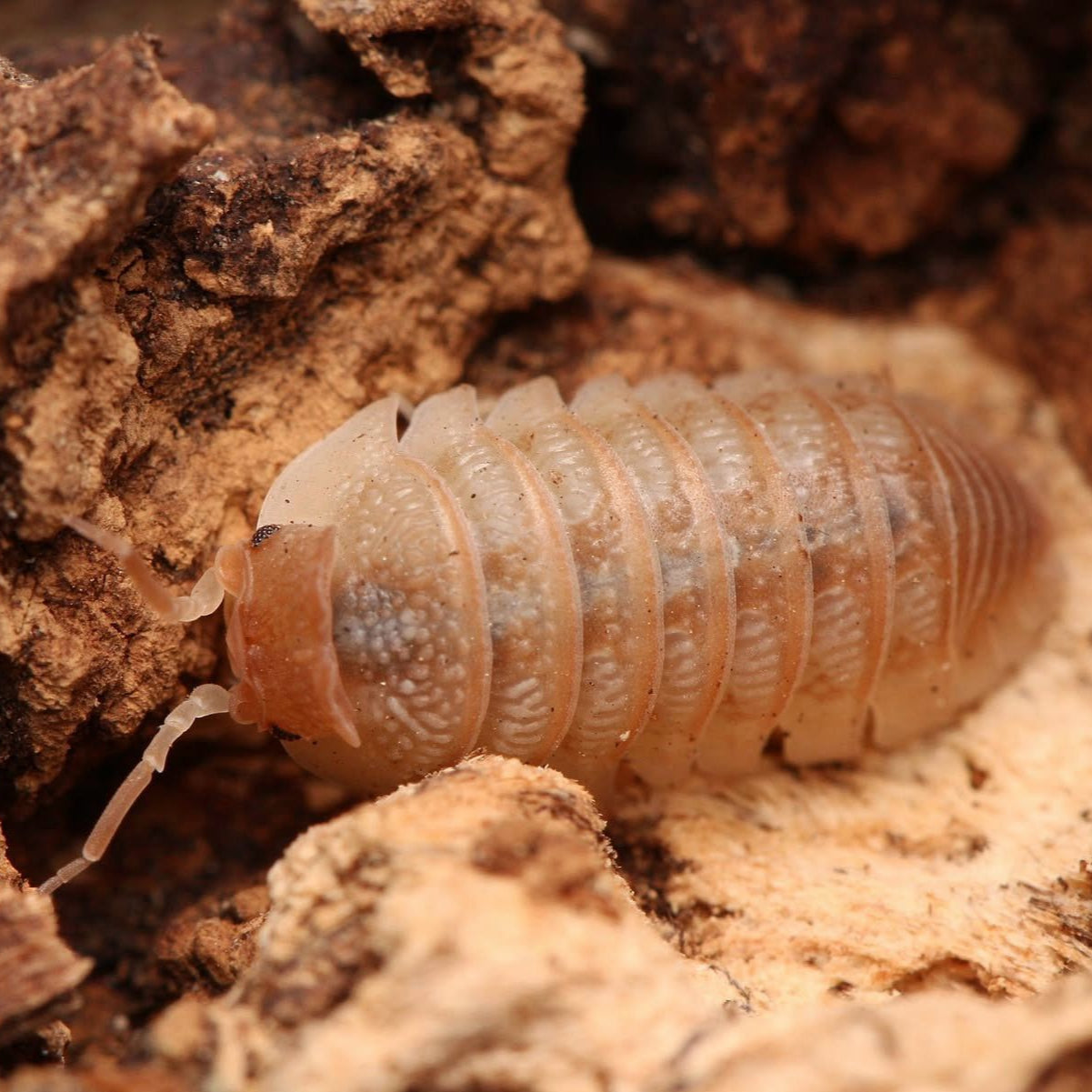 Armadillidium hauseni