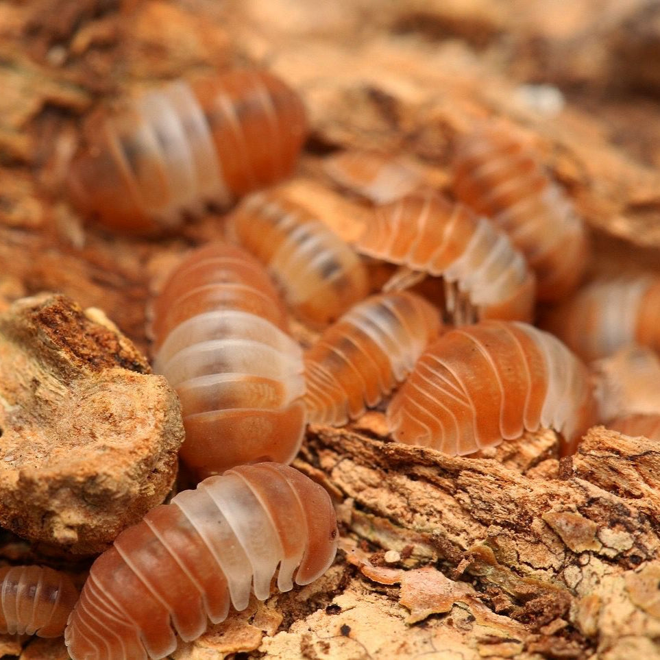 Cubaris sp. "Red Panda Kings"