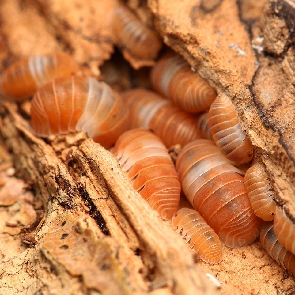 Cubaris sp. "Red Panda Kings"