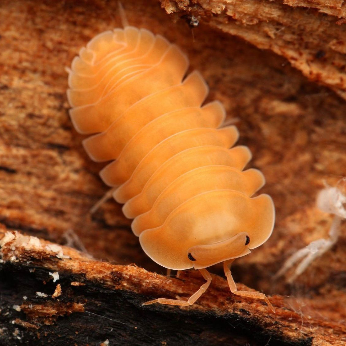 Cubaris sp.“Orange Freezy”