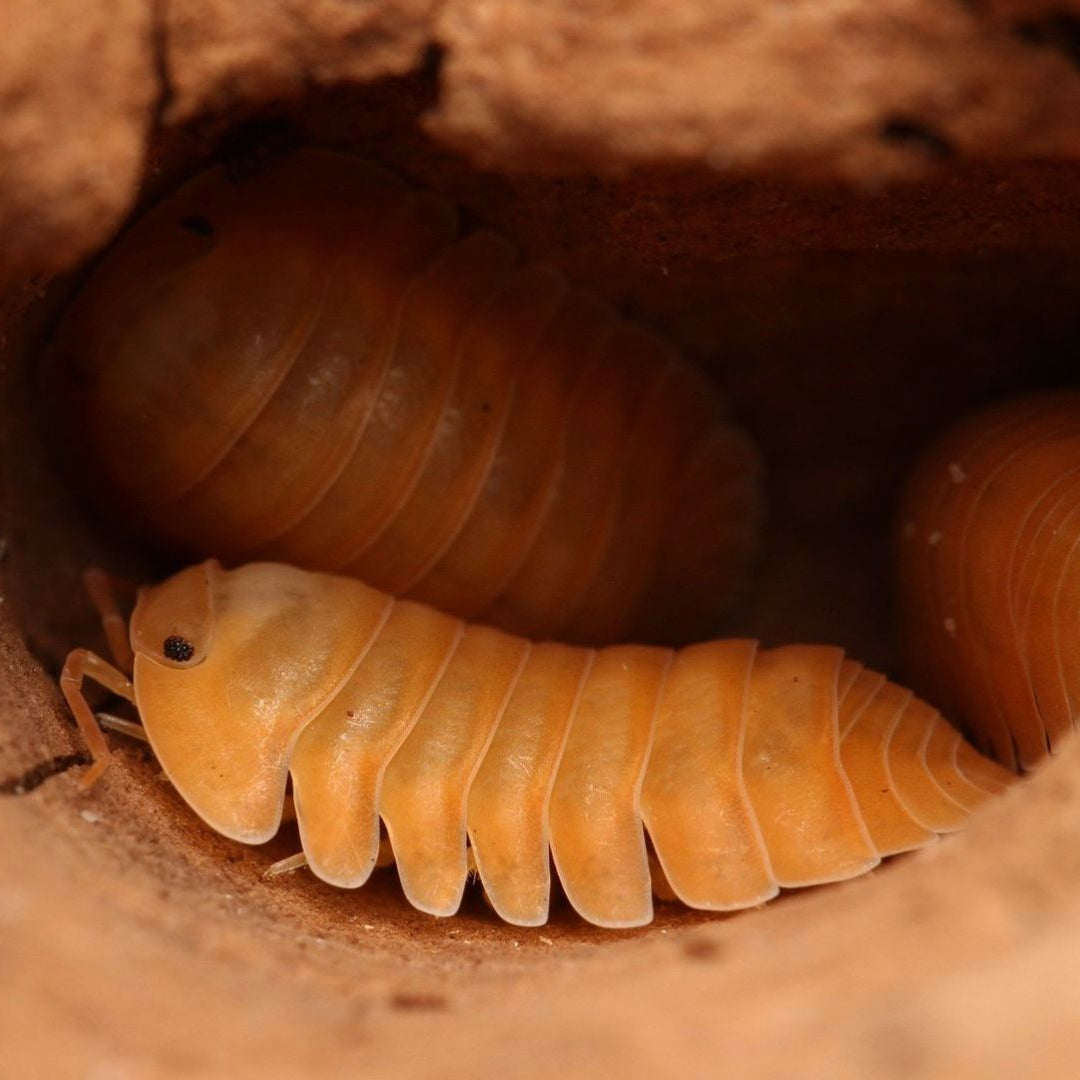 Cubaris sp.“Orange Freezy”